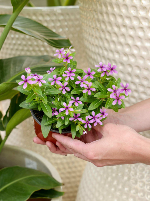 Vinca Flower 5 in