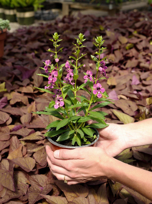 Angelonia 5 in
