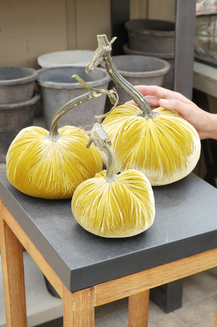 Velvet Pumpkin in Leaf