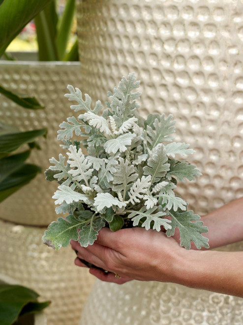 Dusty Miller 5 in