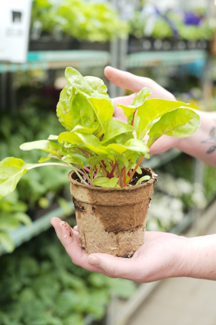 Swiss Chard Bright Lights