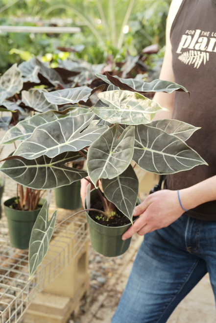 Alocasia Dragons Tooth