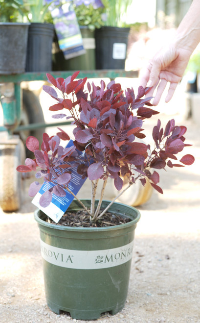 Cotinus 'Lilla' (Dwarf Royal Purple) - 2 gal