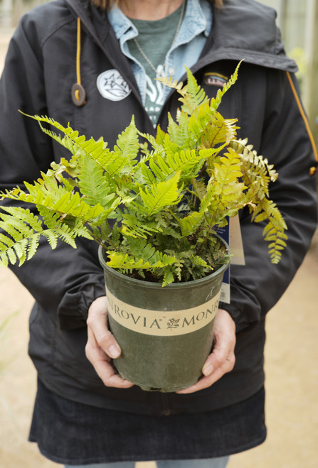 Fern Dryopteris (Autumn Fern) 'Brilliance' - 1 gal