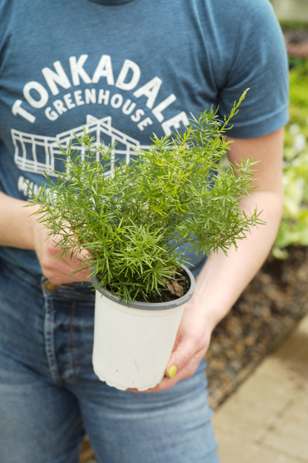 Asparagus Fern (Sprengeri)