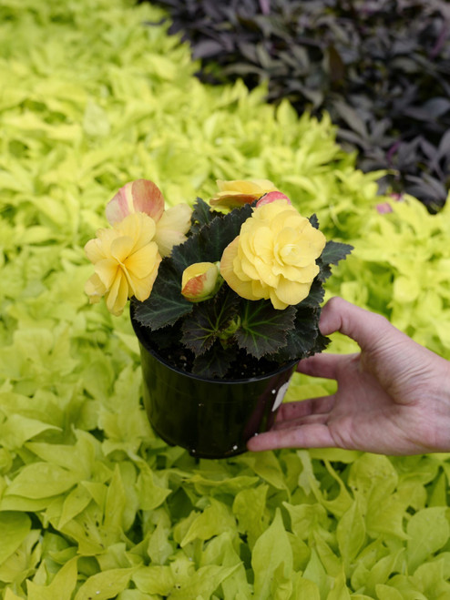 Begonia, Semi-Trailing  5 in