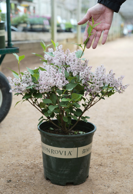 Syringa Little Darling® - 2 gal