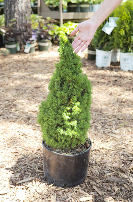 Picea glauca 'Jean's Dilly®' - 3 gal