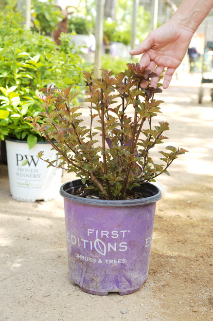Physocarpus Fireside - 2 gal