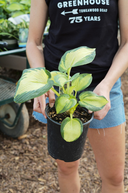 Hosta Great Expectations (T) - 1 gal