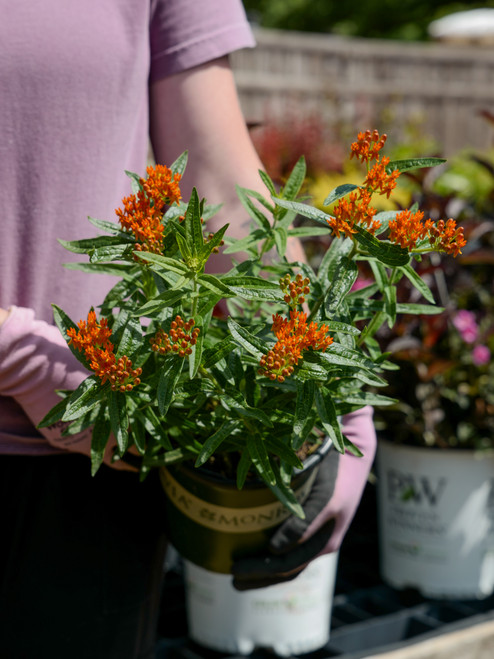 Asclepias tuberosa 'Gay Butterflies' - 1 gal