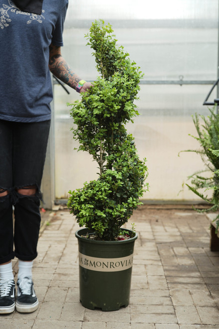 Buxus Boxwood Green Mountain Spiral - 5 gal