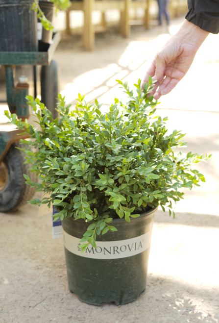 Buxus 'Green Velvet' (Boxwood)- 2 gal