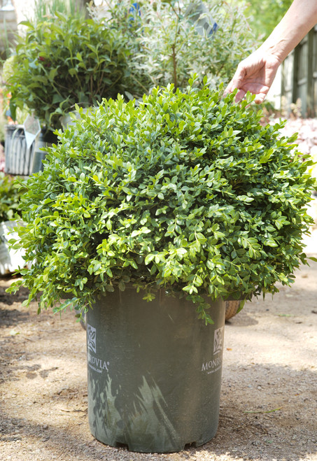 Buxus 'Green Velvet' (Boxwood)- 7 gal