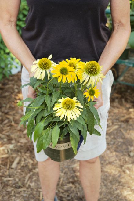Echinacea 'Evolution™ Yellow Falls' - 1 gal
