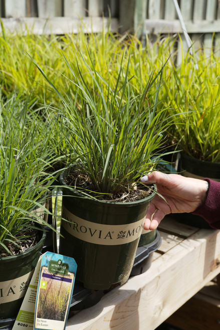 Grass Schizachyrium 'Blue Heaven' - 1 gal