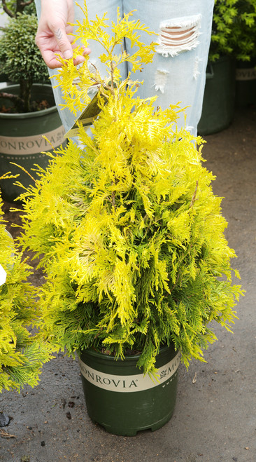 Thuja occidentalis 'Yellow Ribbon' - 5 gal