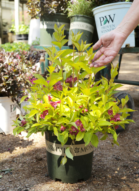 Weigela 'Golden Jackpot®' - 2 gal