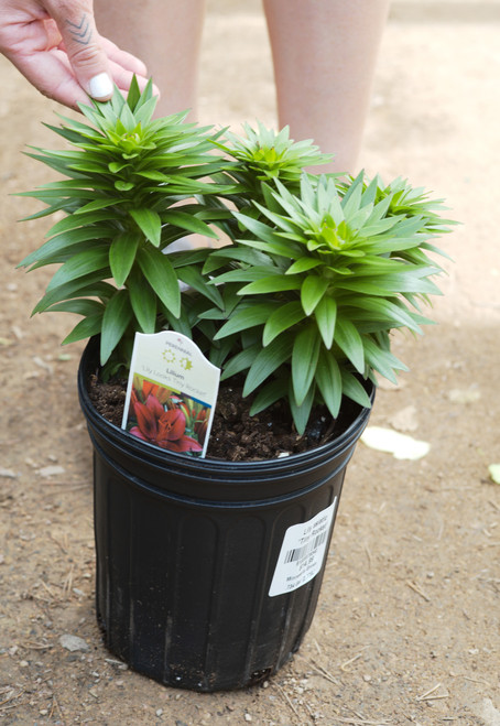 Lilium asiatic 'Tiny Rocket' (Red) - 1 gal