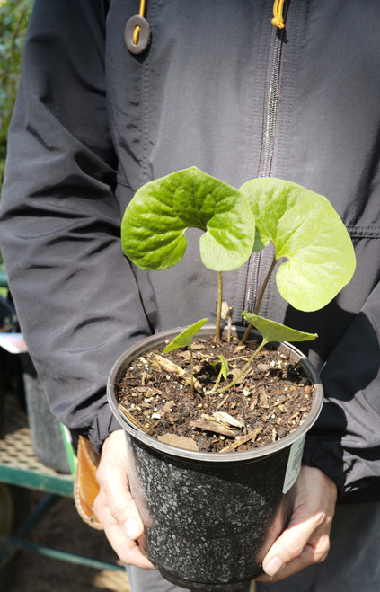 Asarum canadense - 1 gal