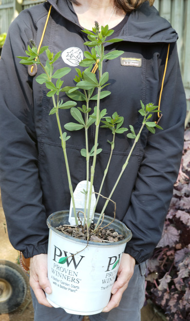 Baptisia 'Pink Lemonade' - 1 gal