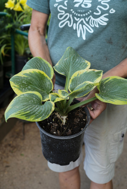 Hosta Frances Williams - 1 gal