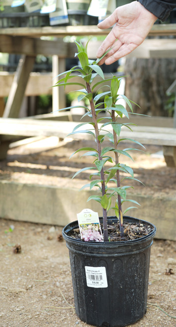 Lilium orientalis Roselily Anouska - 2 gal