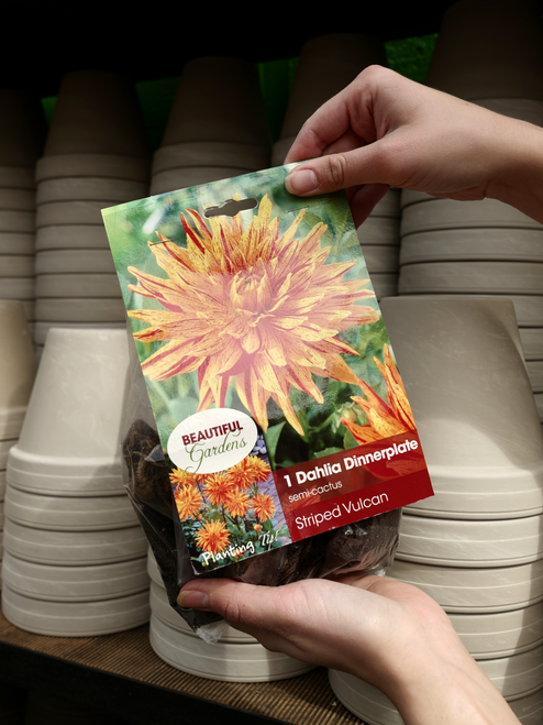 Dahlia Bulb Striped Vulcan