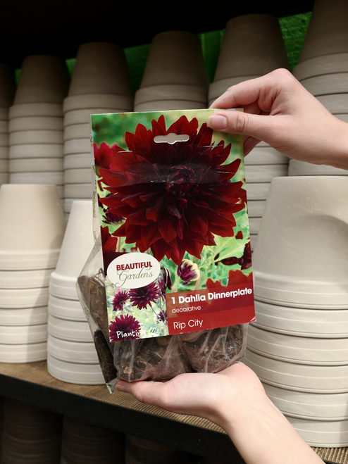 Dahlia Bulb Rip City