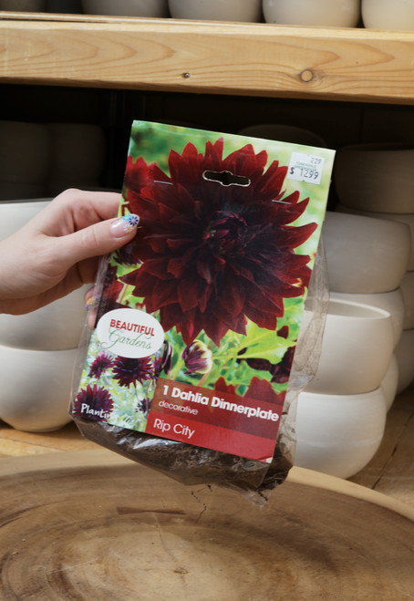 Dahlia Bulb Rip City
