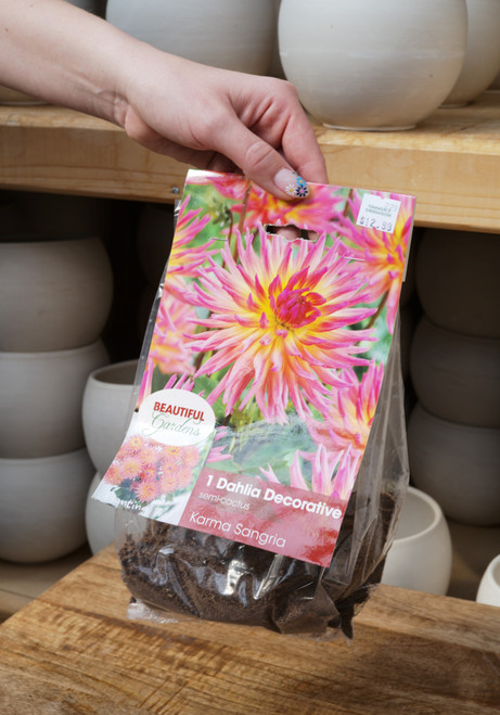 Dahlia Bulb Karma Sangria