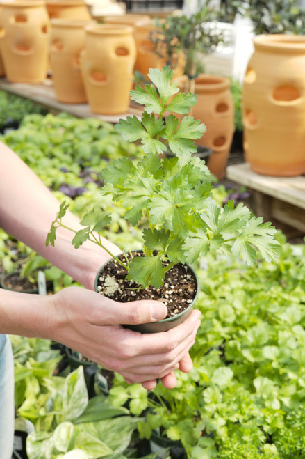 Parsley