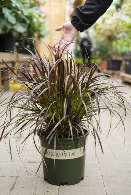 Purple Fountain Grass (M) - 2 gal
