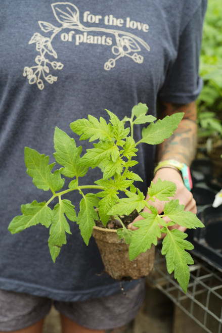 Brad's Atomic Grape Tomato