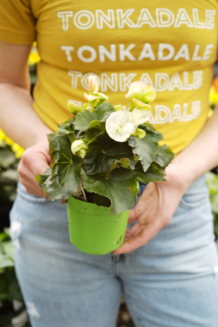 Begonia, Hiemalis (Rieger) 4 in