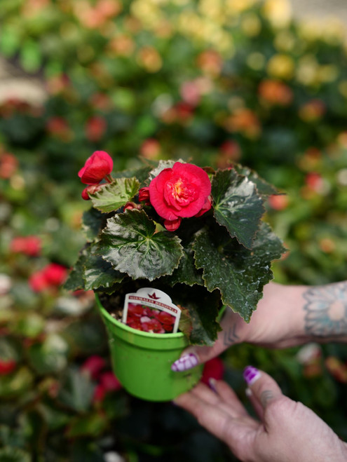 Begonia, Hiemalis (Rieger) 4 in