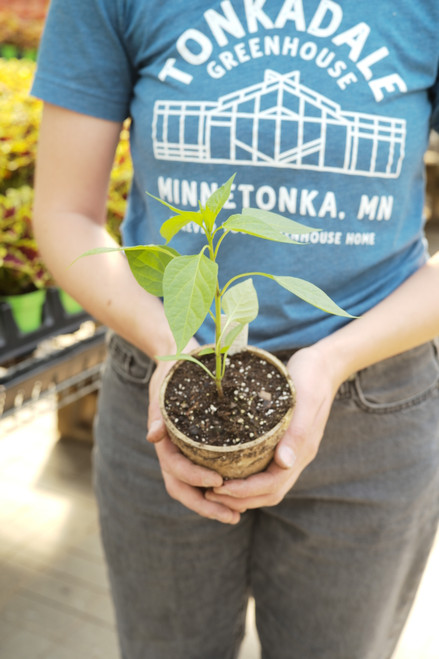 Ancho Gigantea Pepper