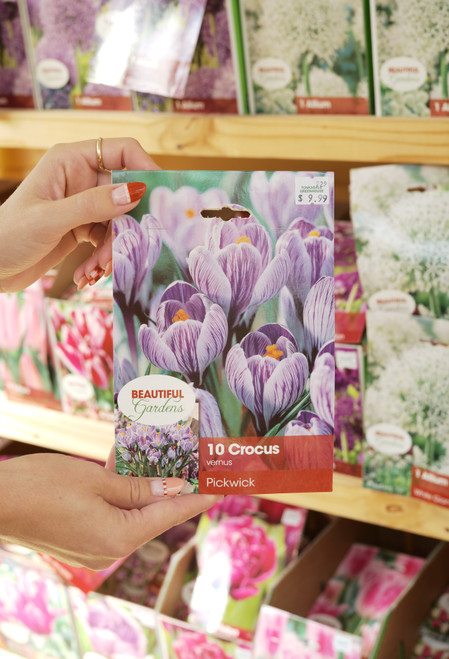 Crocus Pickwick