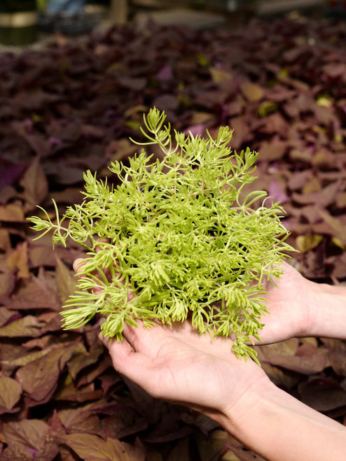 Sedum Lemon Ball 5 in