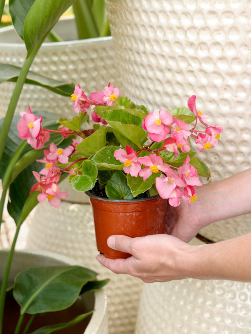 Begonia, Fiberous 5 in