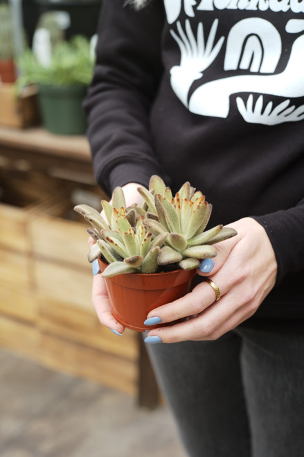 Panda Plant Chocolate (Kalanchoe Tomentosa)