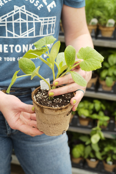 Squash Spagehetti Sugaretti