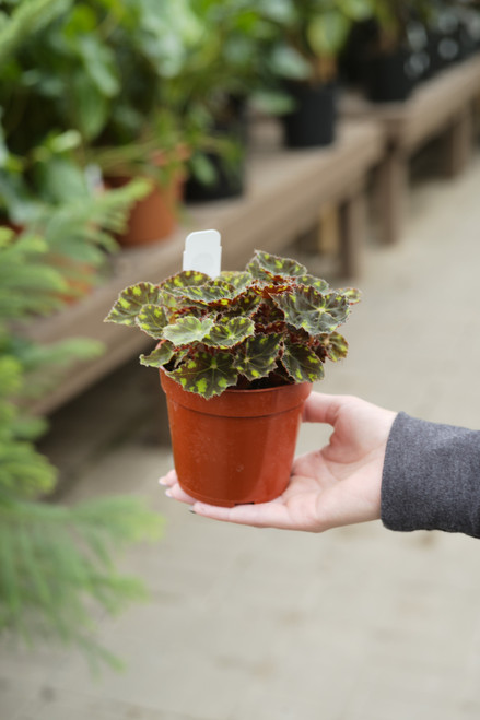 Tiger Paw Begonia 4"