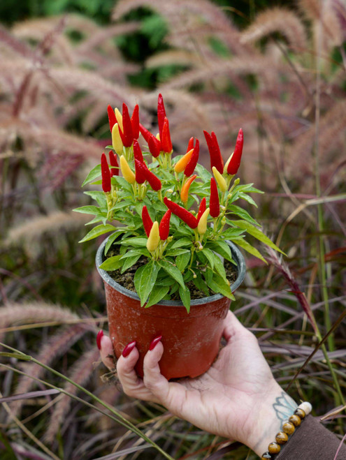 Ornamental Pepper 5 in
