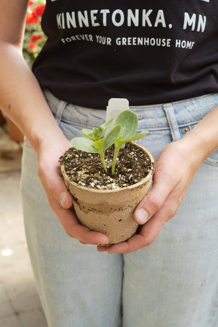 Black Tail Mountain Watermelon