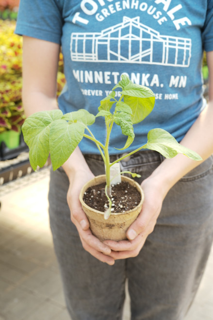 Black Brandywine Tomato