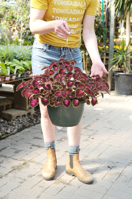 Coleus - Hanging Basket 11 in