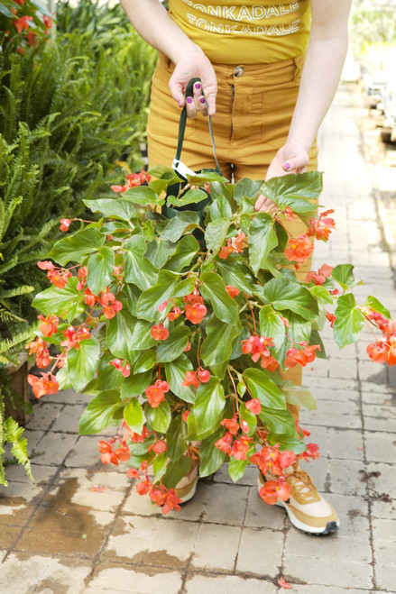 Begonia - Hanging Flower Pouch