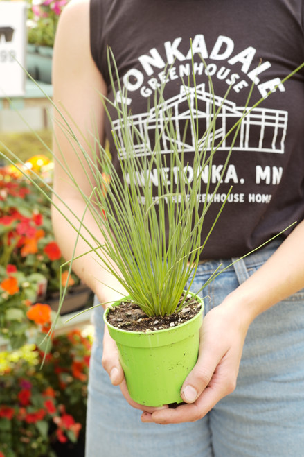 Juncus Grass 4 in