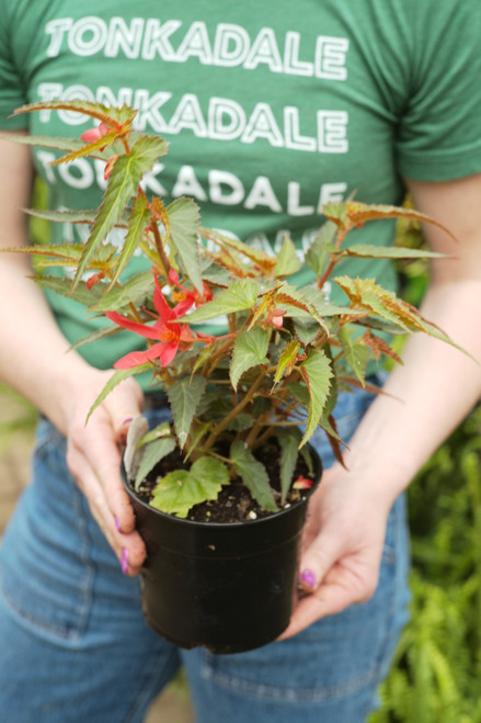 Begonia, Trailing  5 in